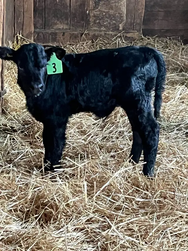 black bull calf