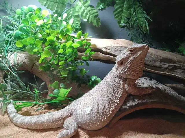 Bearded Dragon