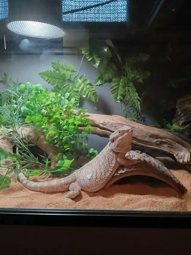 Bearded Dragon - Photo 2