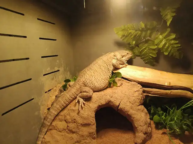 Bearded Dragon - Photo 3