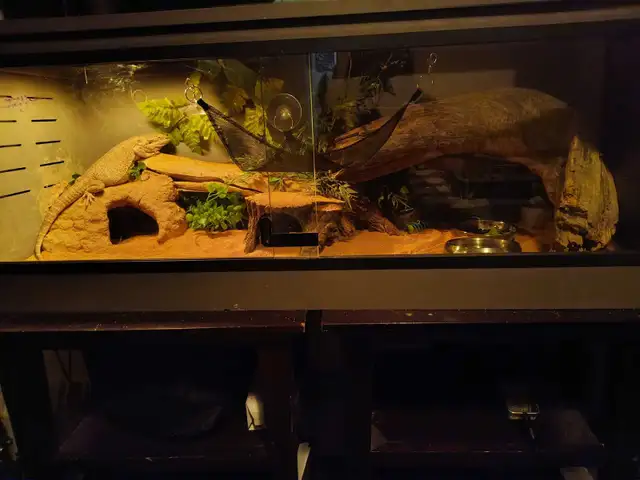 Bearded Dragon - Photo 4