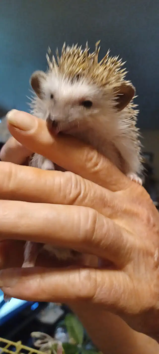 BABIES HEDGEHOGS