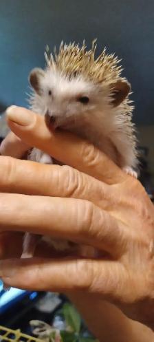 BABIES HEDGEHOGS