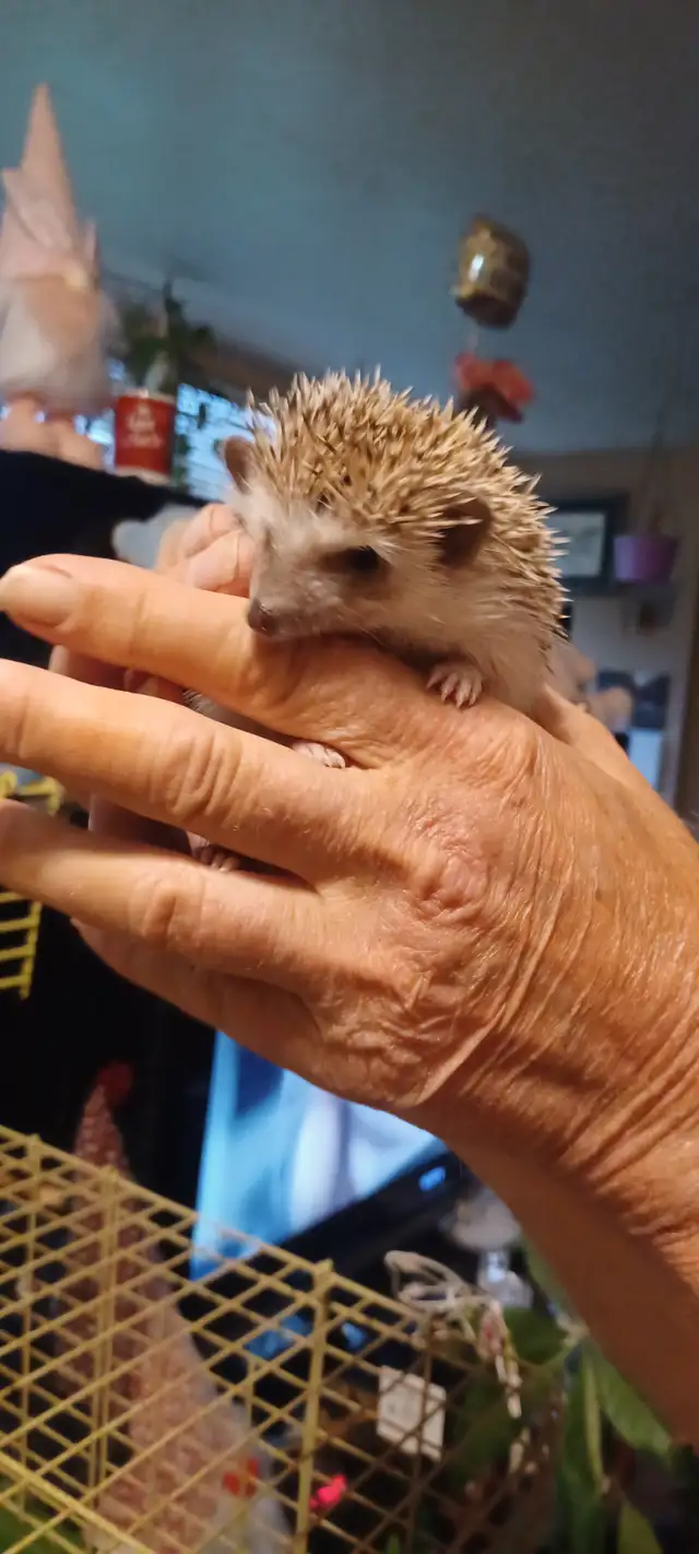 BABIES HEDGEHOGS - Photo 2
