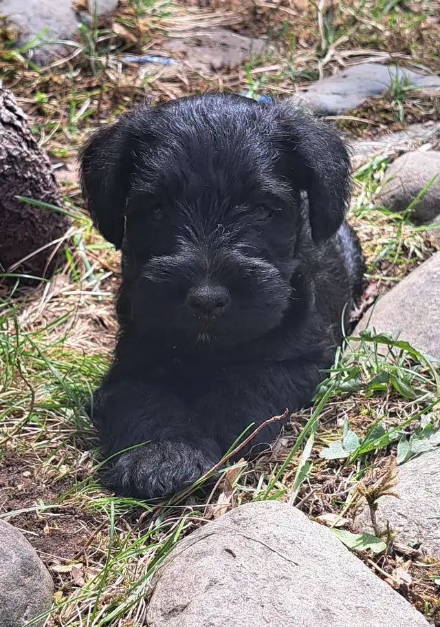 Chiots Schnauzer