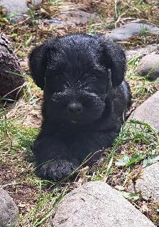 Chiots Schnauzer