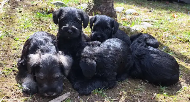 Chiots Schnauzer - Photo 2