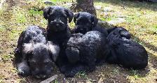 Chiots Schnauzer - Photo 2