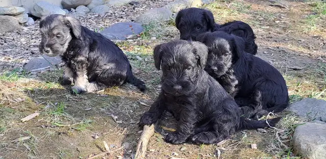 Chiots Schnauzer - Photo 3