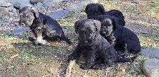 Chiots Schnauzer - Photo 3