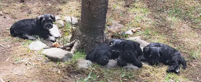 Chiots Schnauzer - Photo 4