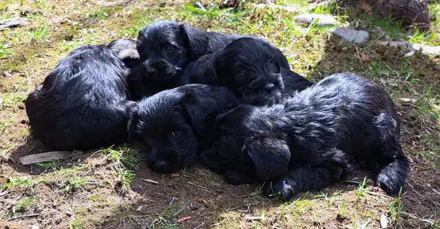 Chiots Schnauzer - Photo 5