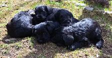 Chiots Schnauzer - Photo 5