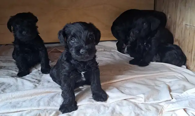 Chiots Schnauzer - Photo 6