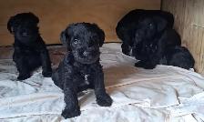 Chiots Schnauzer - Photo 6