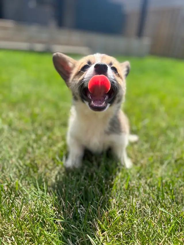 Corgi puppies - Photo 2