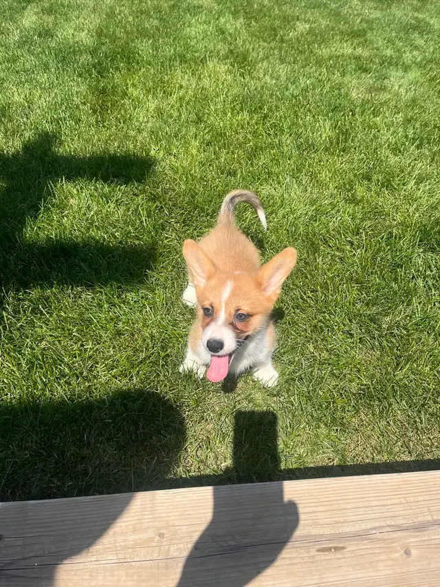 Corgi puppies - Photo 3