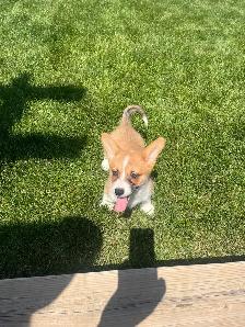 Corgi puppies - Photo 3