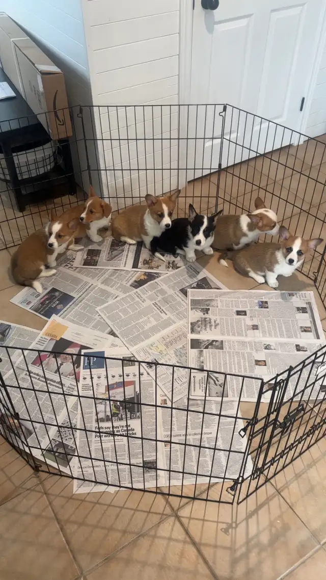 Corgi puppies - Photo 4