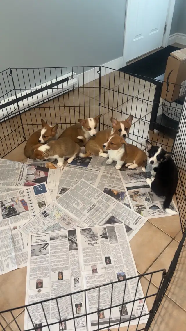 Corgi puppies - Photo 6