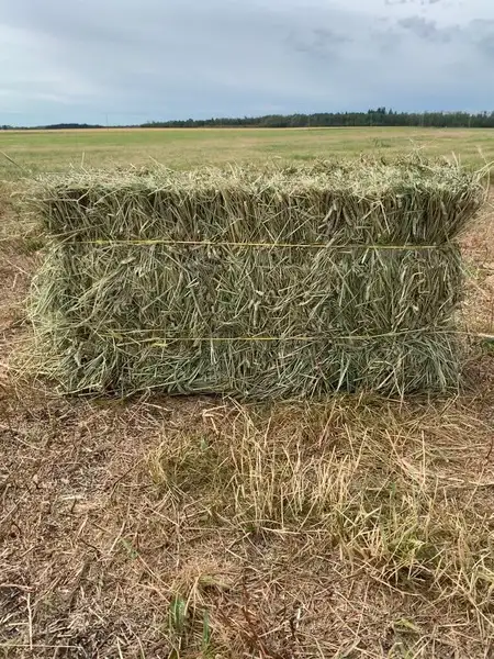 in search of - Square hay for sheep