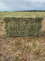in search of - Square hay for sheep