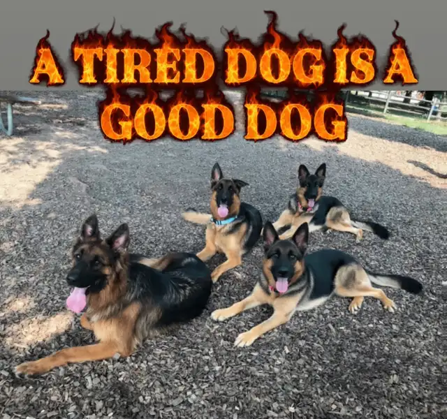 PUPPY AND ADULT DOG TRAINING - Photo 4