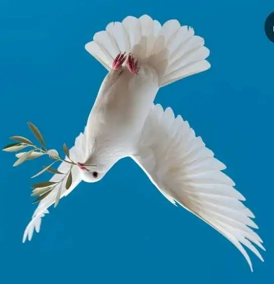 I am seeking a room 51 male Hamilton