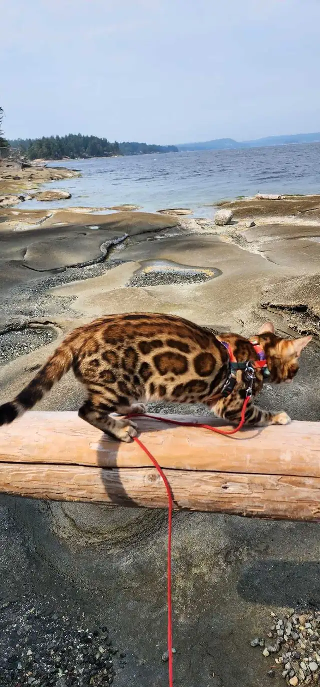 Bengal Kittens (Rosettes on Gold) TICA registration