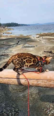 Bengal Kittens (Rosettes on Gold) TICA registration