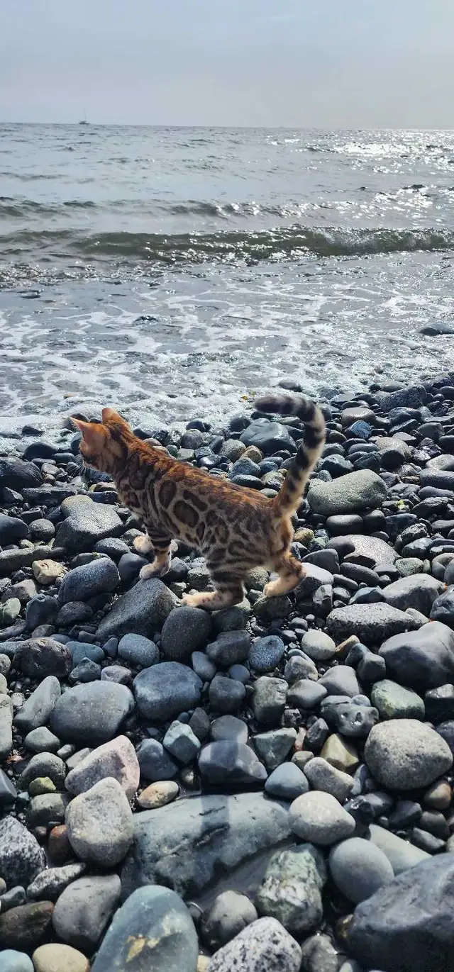 Bengal Kittens (Rosettes on Gold) TICA registration - Photo 3