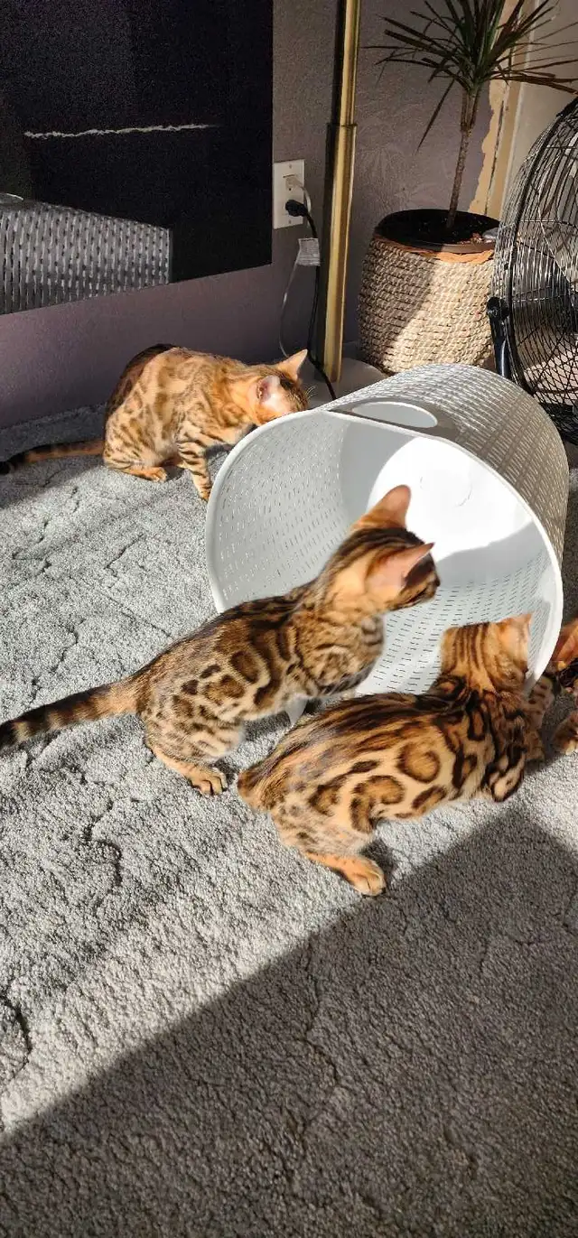 Bengal Kittens (Rosettes on Gold) TICA registration - Photo 4
