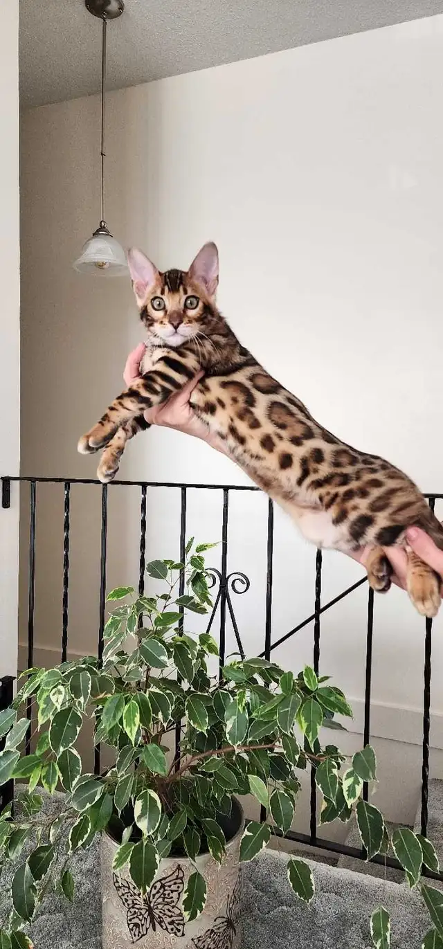 Bengal Kittens (Rosettes on Gold) TICA registration - Photo 5