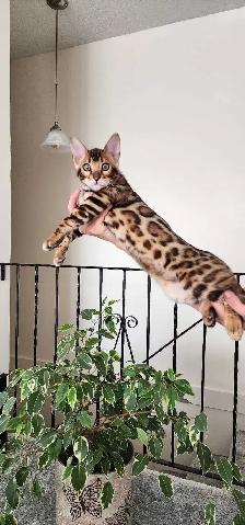 Bengal Kittens (Rosettes on Gold) TICA registration - Photo 5