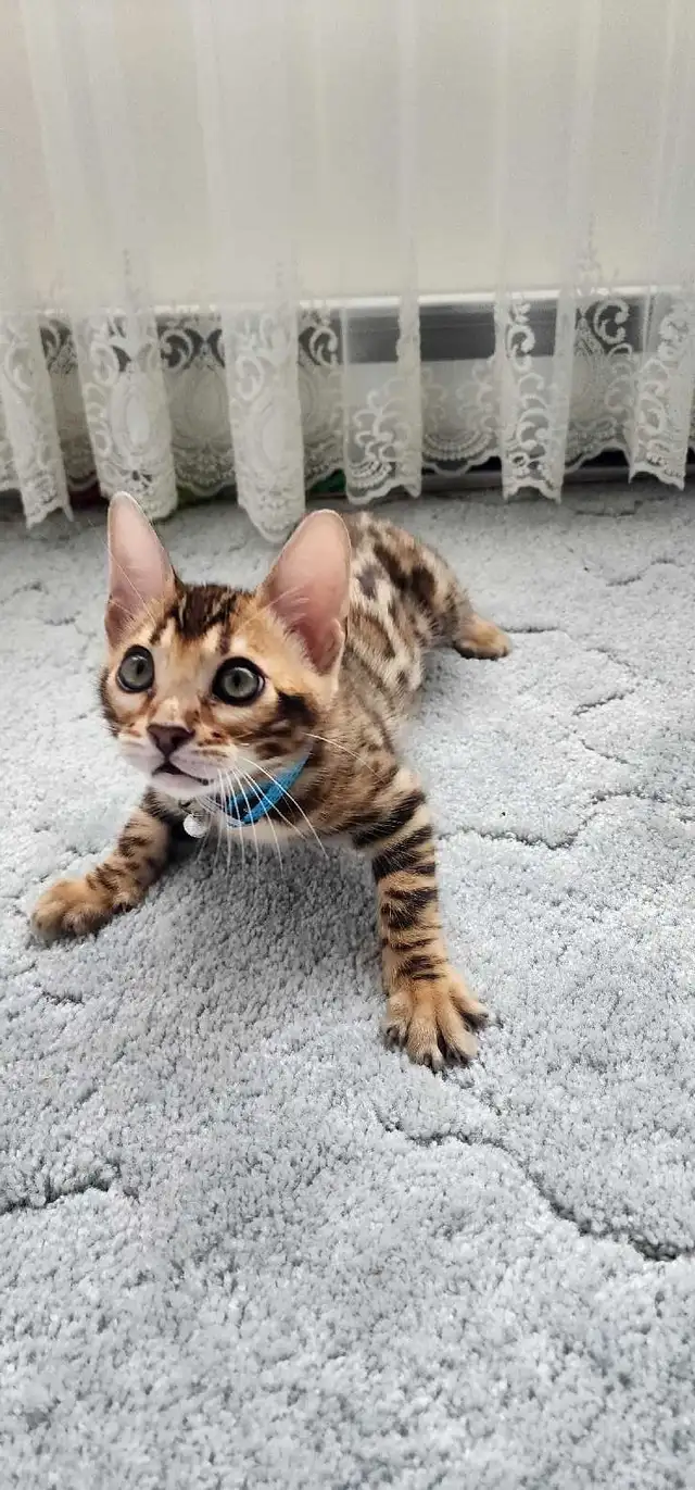 Bengal Kittens (Rosettes on Gold) TICA registration - Photo 7