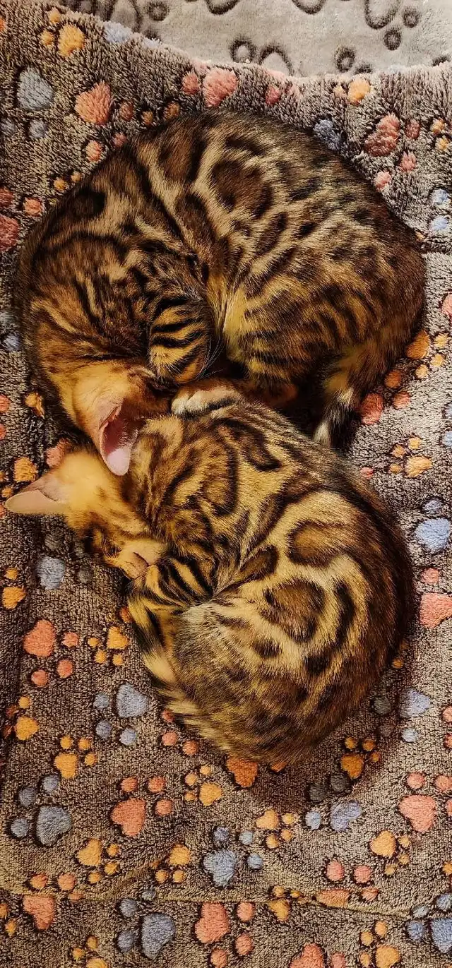 Bengal Kittens (Rosettes on Gold) TICA registration - Photo 8