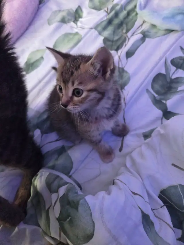 Chatons mix bengal