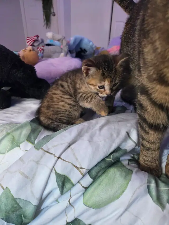 Chatons mix bengal - Photo 2