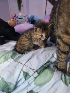 Chatons mix bengal - Photo 2