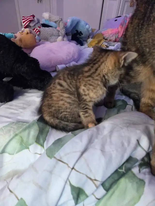 Chatons mix bengal - Photo 3