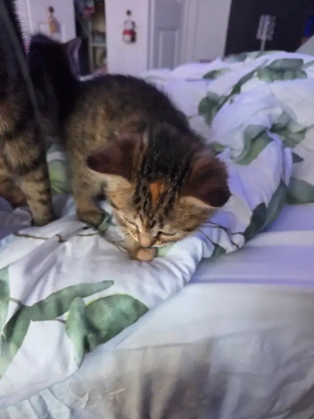 Chatons mix bengal - Photo 4