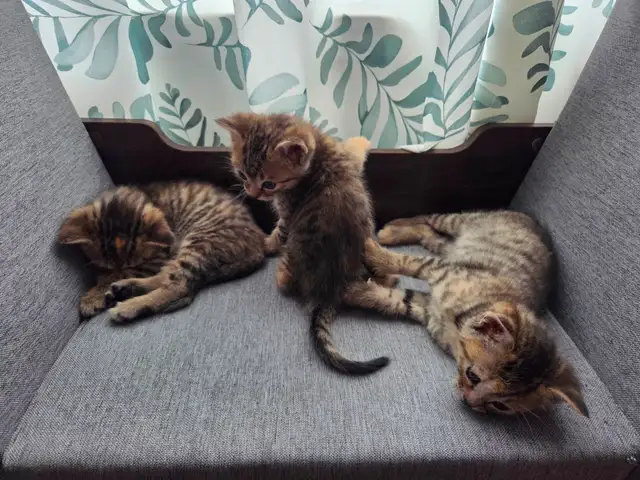 Chatons mix bengal - Photo 5