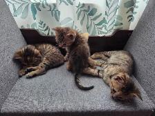 Chatons mix bengal - Photo 5