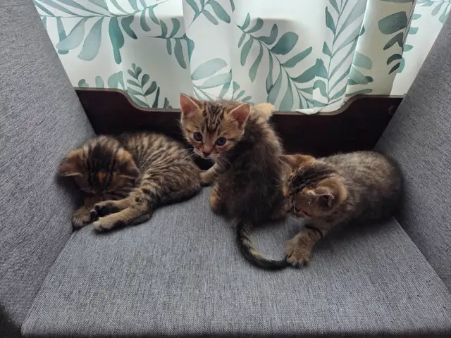 Chatons mix bengal - Photo 6