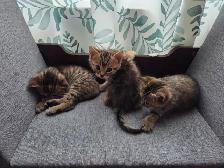 Chatons mix bengal - Photo 6