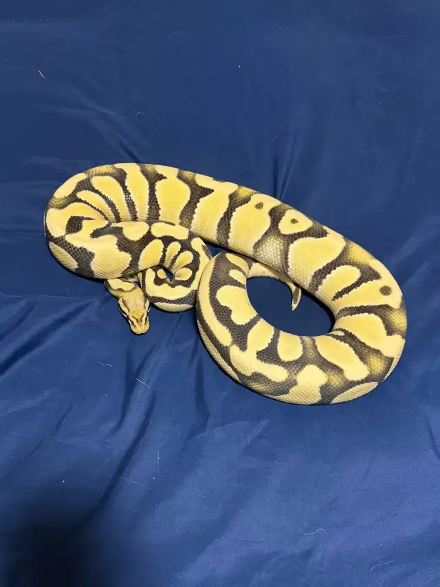 Female Pastel OD Desert Ghost PB
