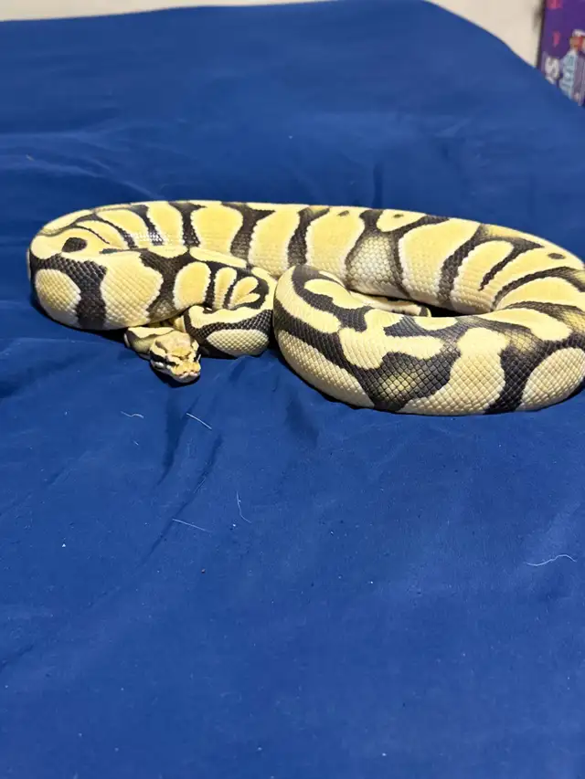 Female Pastel OD Desert Ghost PB - Photo 2