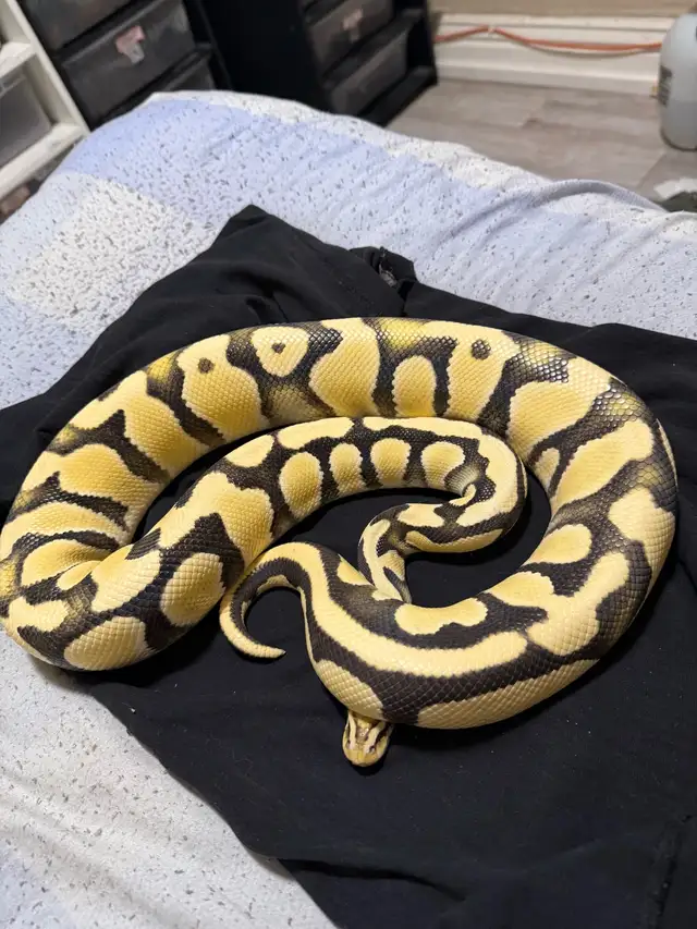 Female Pastel OD Desert Ghost PB - Photo 3