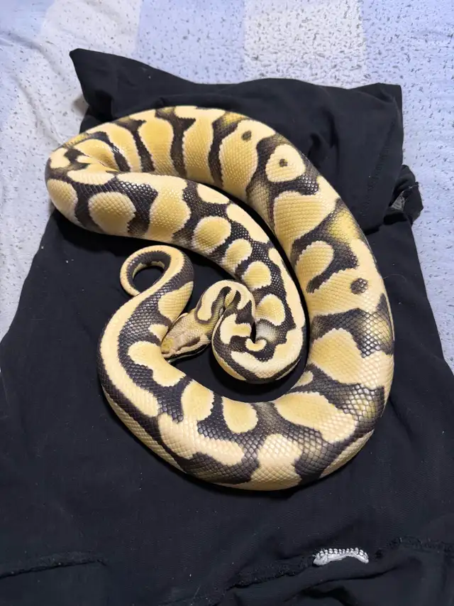 Female Pastel OD Desert Ghost PB - Photo 4