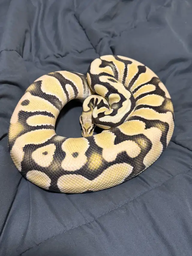 Female Pastel OD Desert Ghost PB - Photo 5